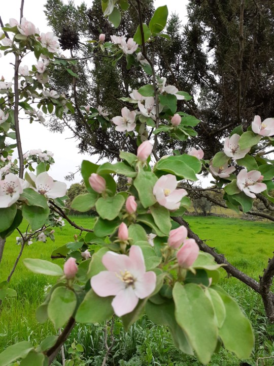 Flor Marmeleiro II. Foto Original. 2021. 04. jpg