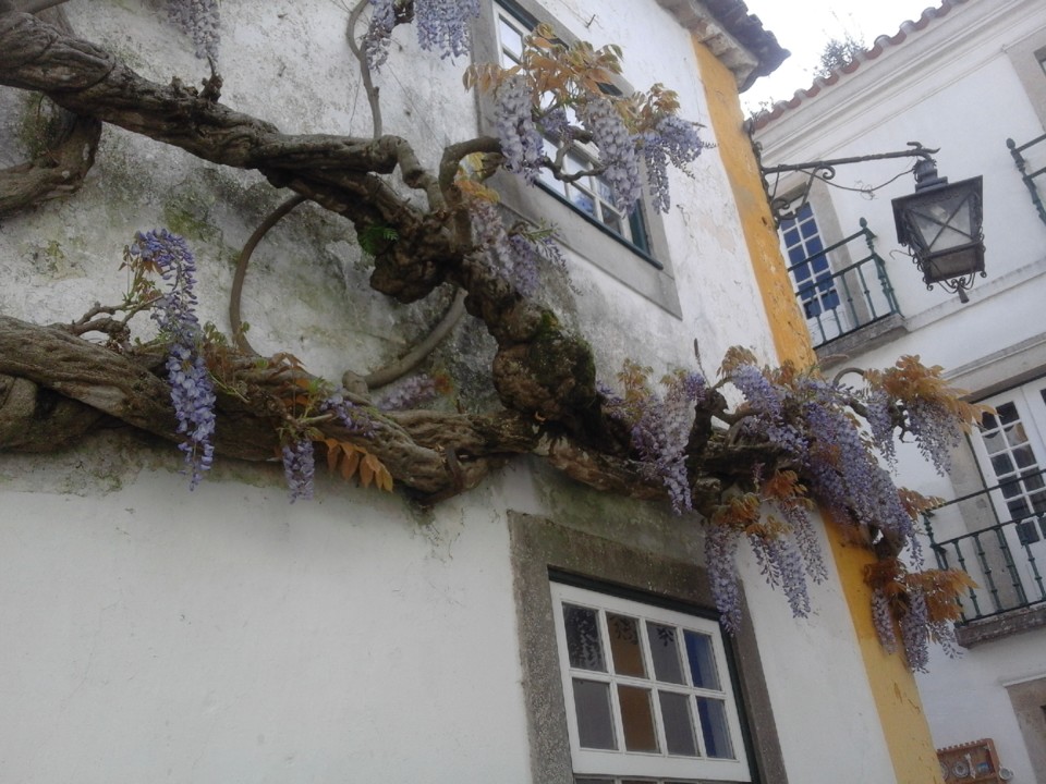 Óbidos. Glicínia. Foto original. 2019. 04. jpg