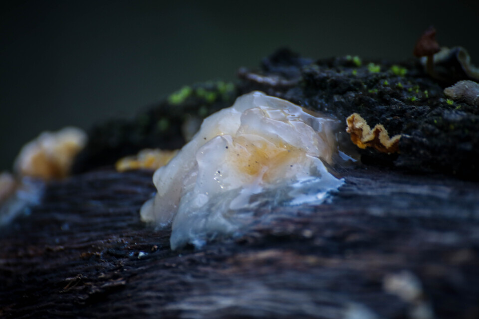 tremella aurantia-8.jpg