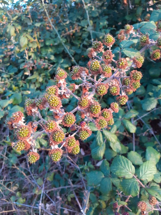 Amoras verdes. Foto Original. 2021.07.21.jpg