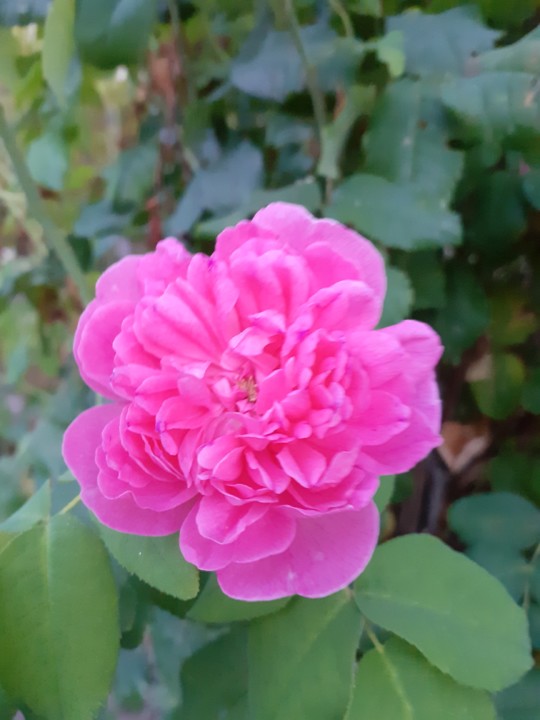 Rosa de Cheiro. Foto original. 2021.07.21.jpg