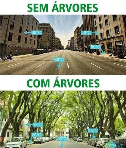 ARVORES ARREFECEM.jpg