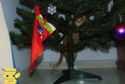 gatinhomau.jpg gatinhomau.jpg