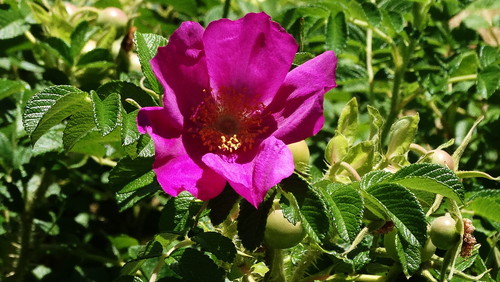 DSC02921.jpg DSC02921.jpg