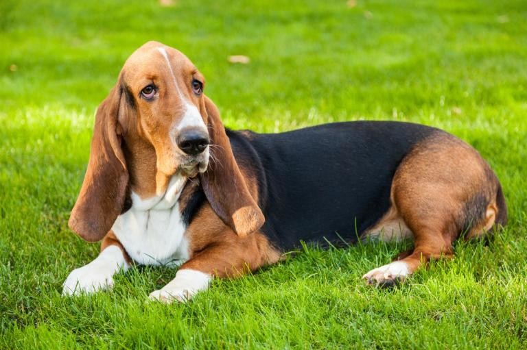 basset-hound-im-grass.jpg