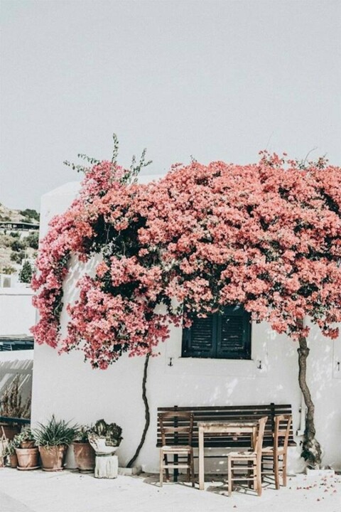 48356983_1916268821802314_3709588490783031296_n.jp