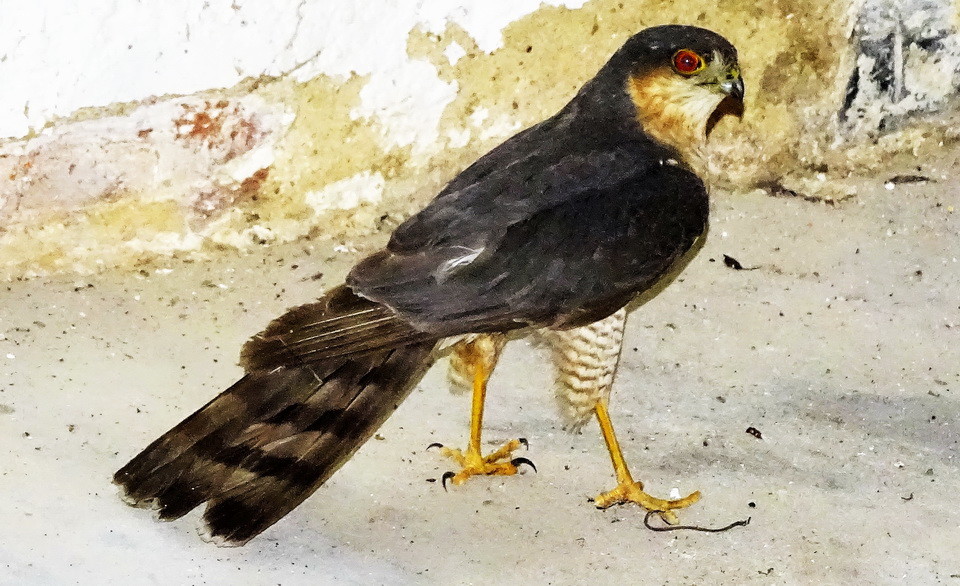 DSC06966.jpg DSC06966.jpg