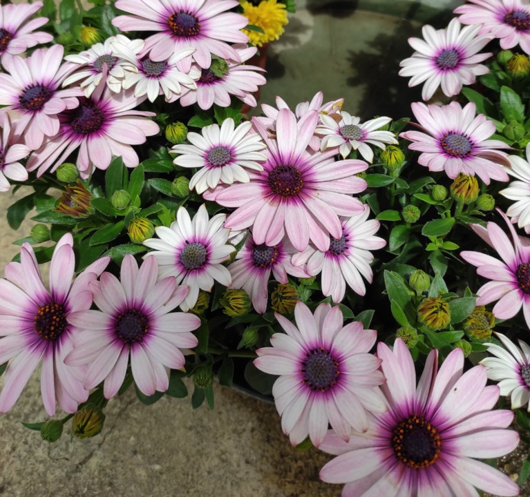 IMG_20210516_145834.jpg IMG_20210516_145834.jpg