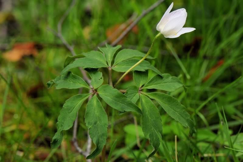 40 a2 - Anemone-nemorosa-01.jpg