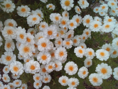 Altemira Artemísia Foto de DAPL 2016.jpg