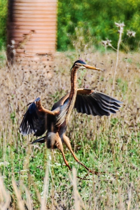 ardea purpurea 1.jpg