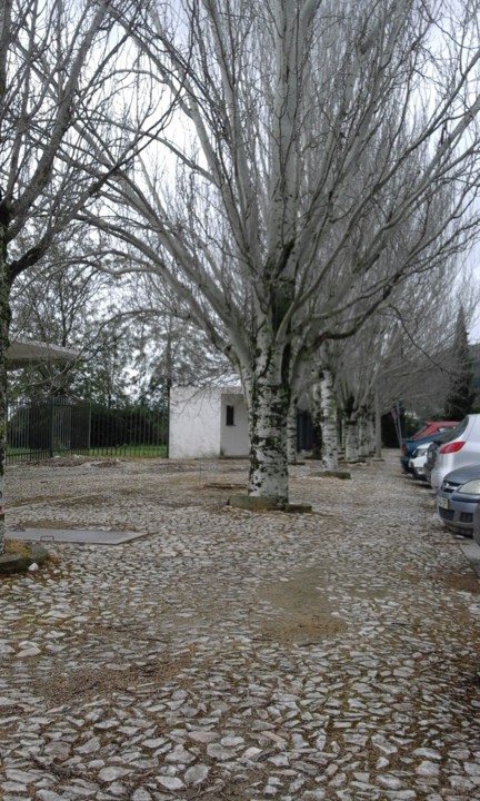 Bétulas. Foto original. 2020. 03. jpg