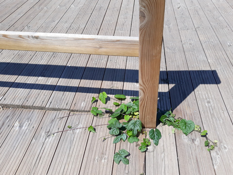 20200516_122938.jpg 20200516_122938.jpg