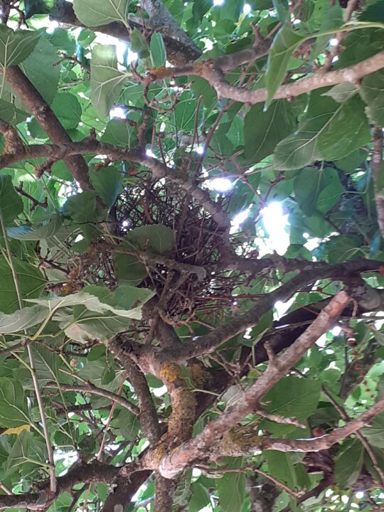 Ninho de Rola. Vale. Foto original. 2022.06.13.jpg