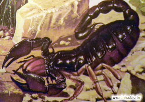 escorpiao.jpg