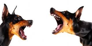 in. oestegoiano.com.br.jpg