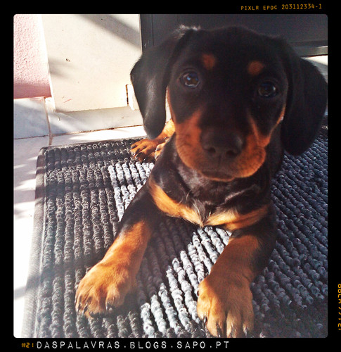 Cachorro novo - Maria das Palavras Cachorro novo - Maria das Palavras