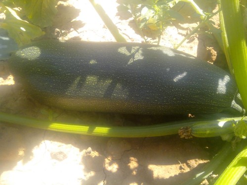 10330436_432931706846596_4501746321668200495_n.jpg 10330436_432931706846596_4501746321668200495_n.jpg