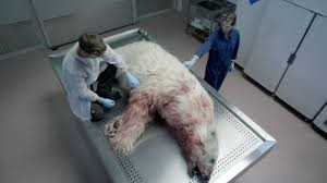 investigação in avclub.com