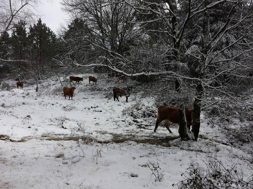 12802798_1001999013204021_8167966075401084150_n.jp