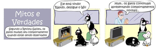veterinario-gatos-caxias-38.jpg