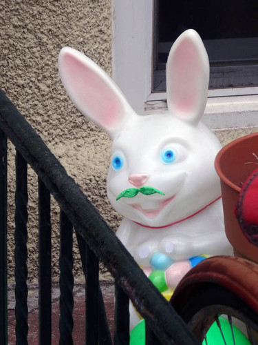 Mustache-rabbit.jpg