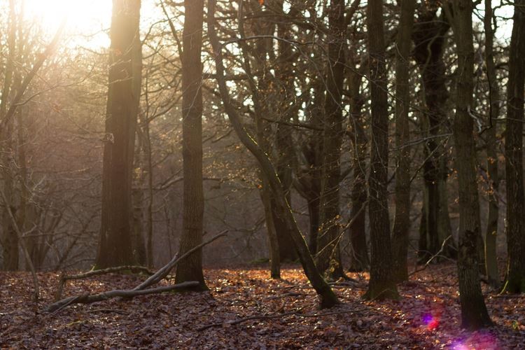 Parecia que o mundo estava coberto por uma crosta 