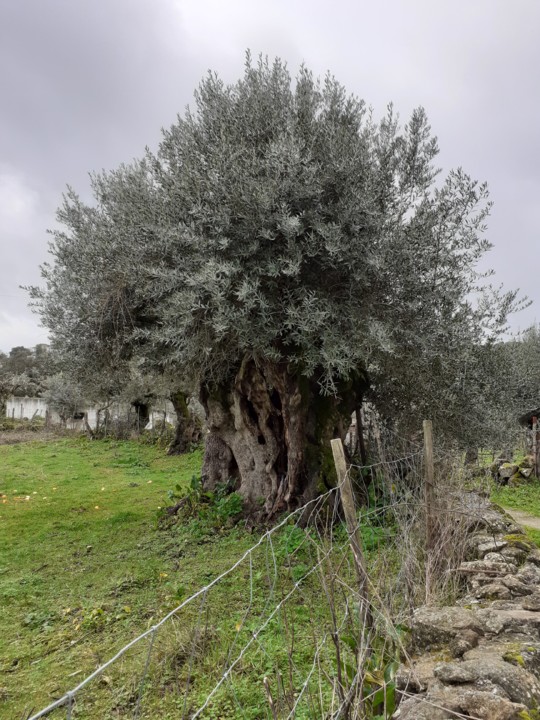 Oliveira Milenar I. Foto original. 2021. 02. jpg