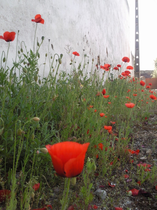 Foto original. Azinhaga Atafona. jpg