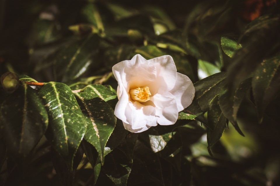 magnolaeflora 1.jpg magnolaeflora 1.jpg