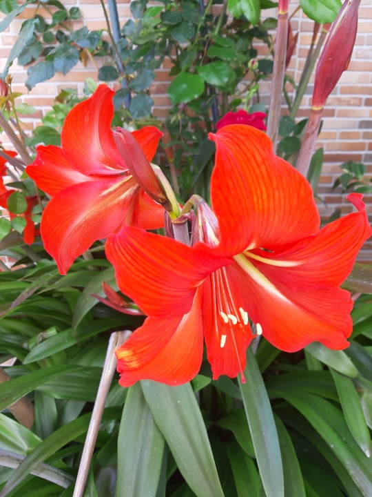 20200329_121726.jpg 20200329_121726.jpg