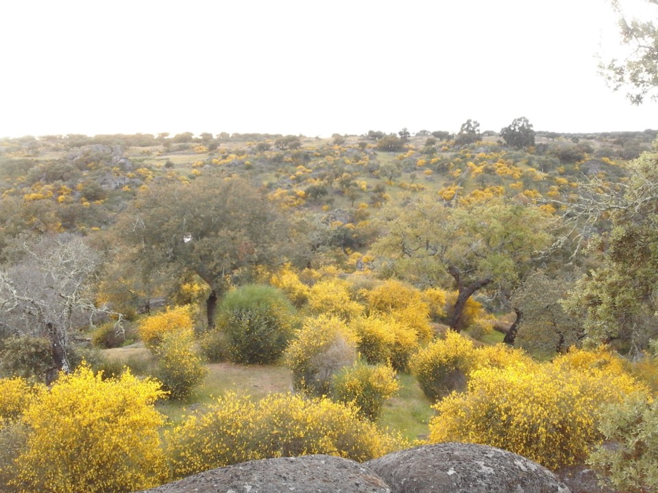 Giestas Floridas. 2019. 04.jpg