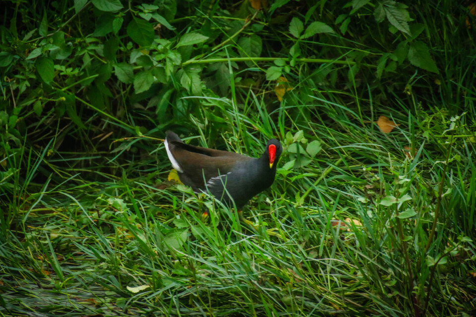 jardim rio da costa 11.jpg