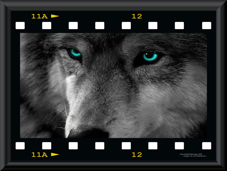 Ilusão de matilha.jpg