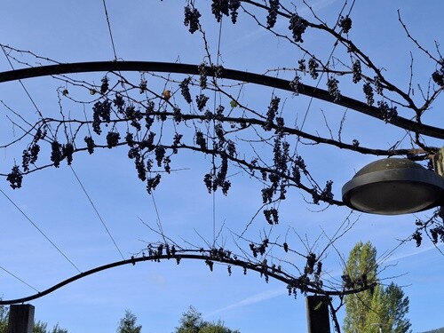 02a_Vale_de_Cambra (71).jpg