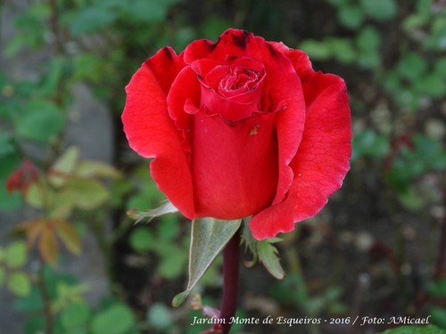 7 - Jardim Monte de Esqueiros - Julho 2016 - DSC00