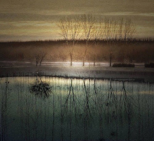 Silena Lambertini.jpg Silena Lambertini.jpg