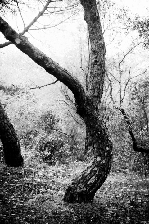 arvore 3 a.jpg arvore 3 a.jpg