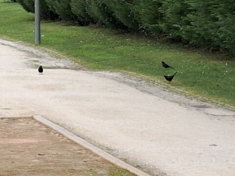 21a_Parque_Ribeiro_do_Gondim (88).jpg