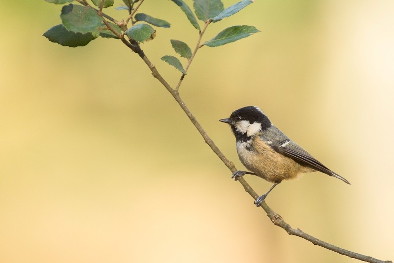 0-Chapim carvoeiro.jpg