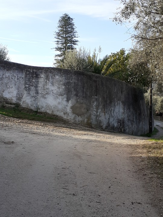 "Entroncamento" e Araucária. Foto Original. 2021.10.09.jpg