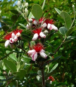 flor feijoa.jpg