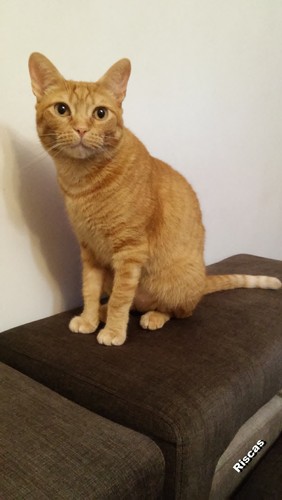 thimkcat.jpg thimkcat.jpg