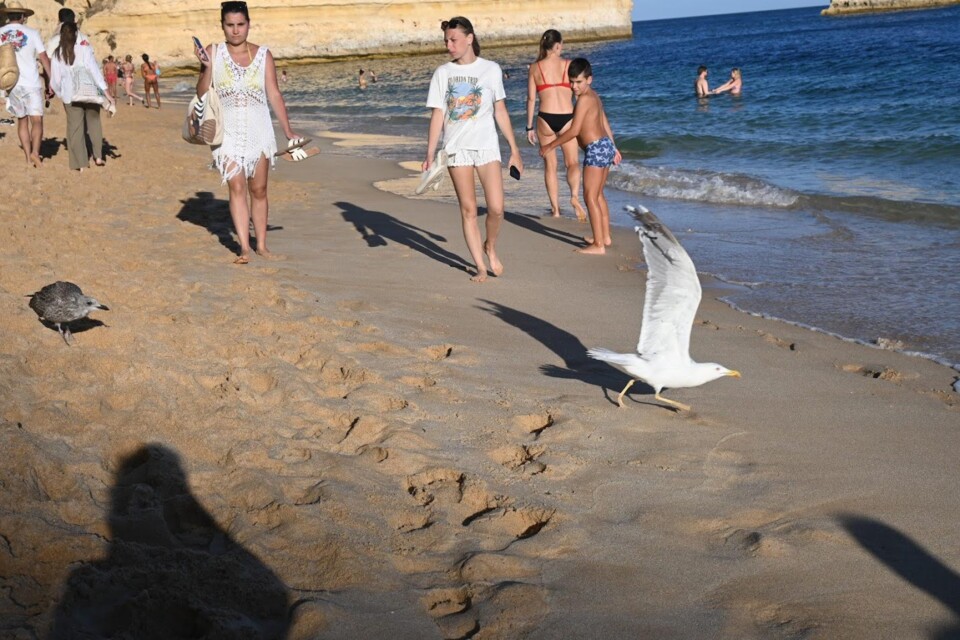 Não me canso disto Gaivota 3.JPG