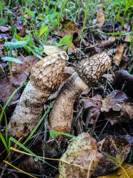 phallus impudicus 1.jpg