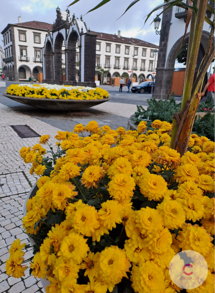 Dina Coelho (10).png