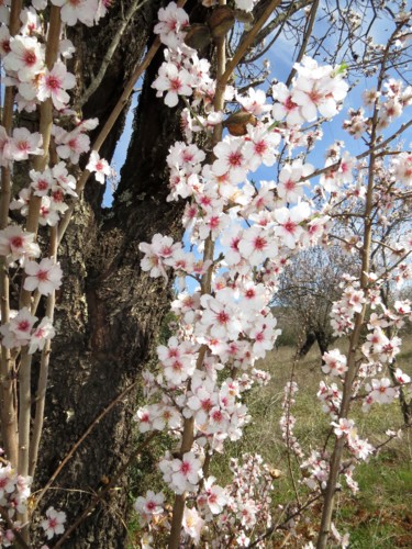 Amendoeiras em flor (4).JPG