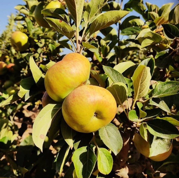 109957818_1763749967098090_833593305340250767_o.jp