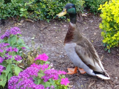 IMG_20160524_164959 (2).jpg