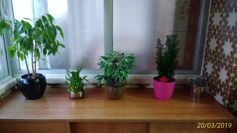 PLANTAS.jpg